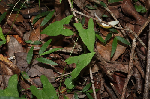 Image of Calystegia marginata by (c) Thomas Mesaglio, some rights reserved (CC BY)