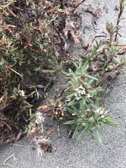 Polygonum paronychia