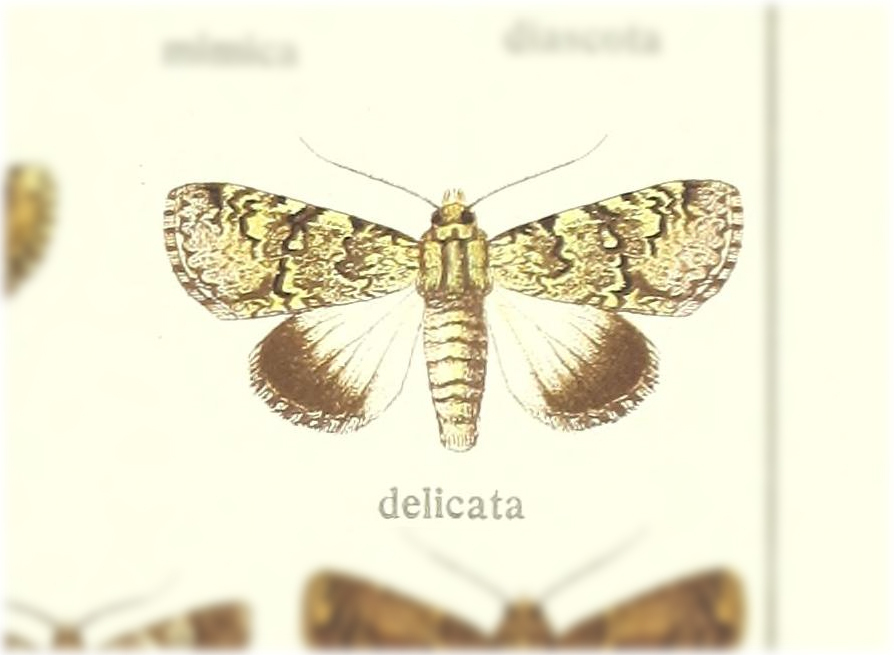 Bamra delicata