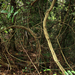 Acacia pentagona