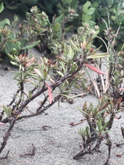 Polygonum paronychia