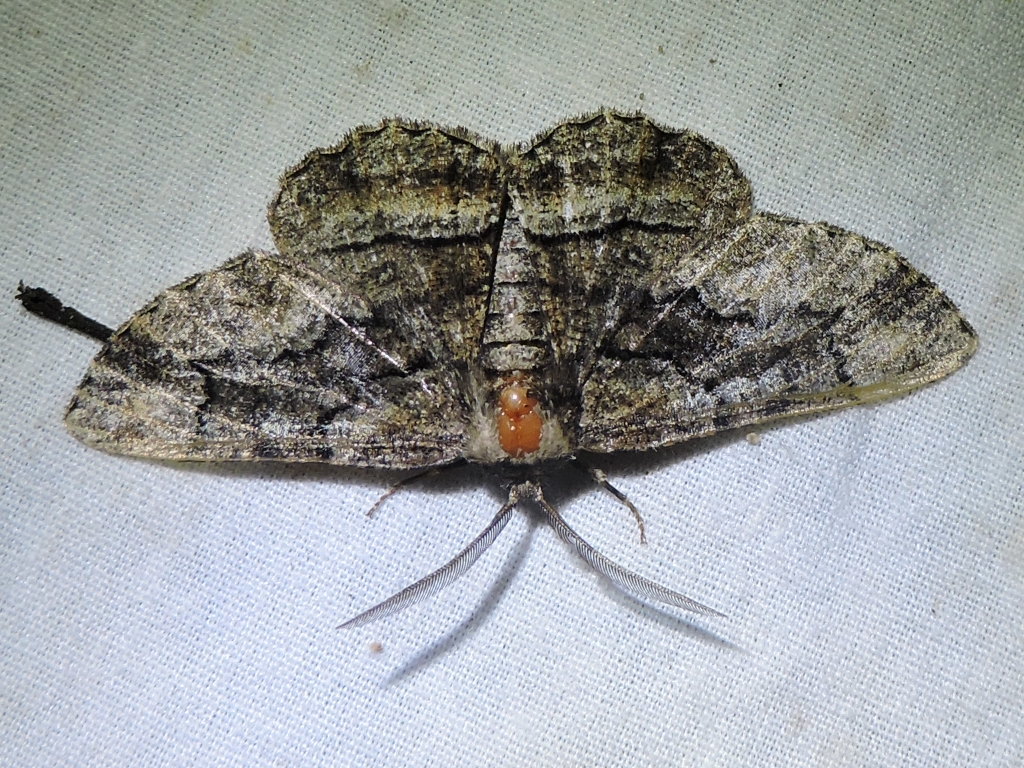 Phaeoura cristifera