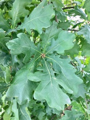 Quercus robur