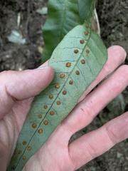 Lepisorus ensatus, photograph Daniel J. Layton, CC BY, iNaturalist via GBIF