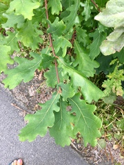 Quercus robur