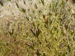 Cordylanthus rigidus rigidus