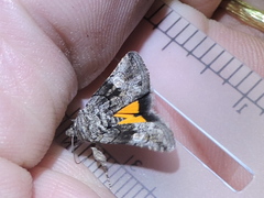 Copanarta aurea