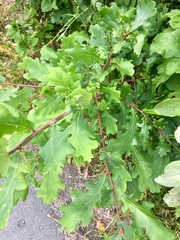 Quercus robur