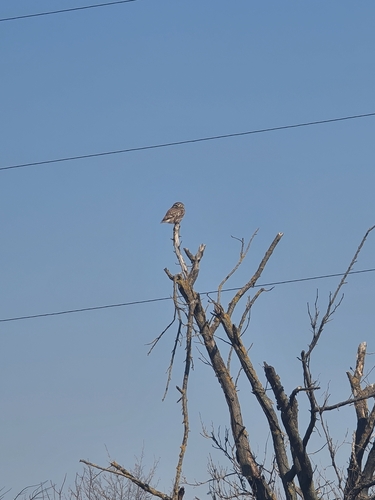 Little Owl