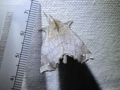 Olceclostera seraphica