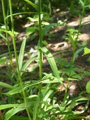 Campanula persicifolia