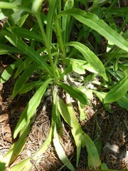 Campanula persicifolia