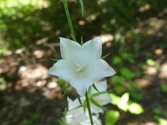 Campanula persicifolia