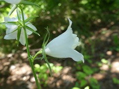 Campanula persicifolia