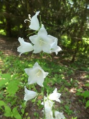 Campanula persicifolia
