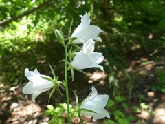 Campanula persicifolia