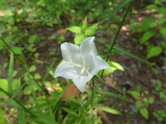 Campanula persicifolia