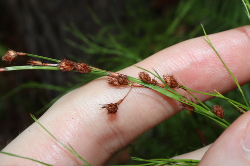Image of Baloskion tetraphyllum by (c) Thomas Mesaglio, some rights reserved (CC BY)