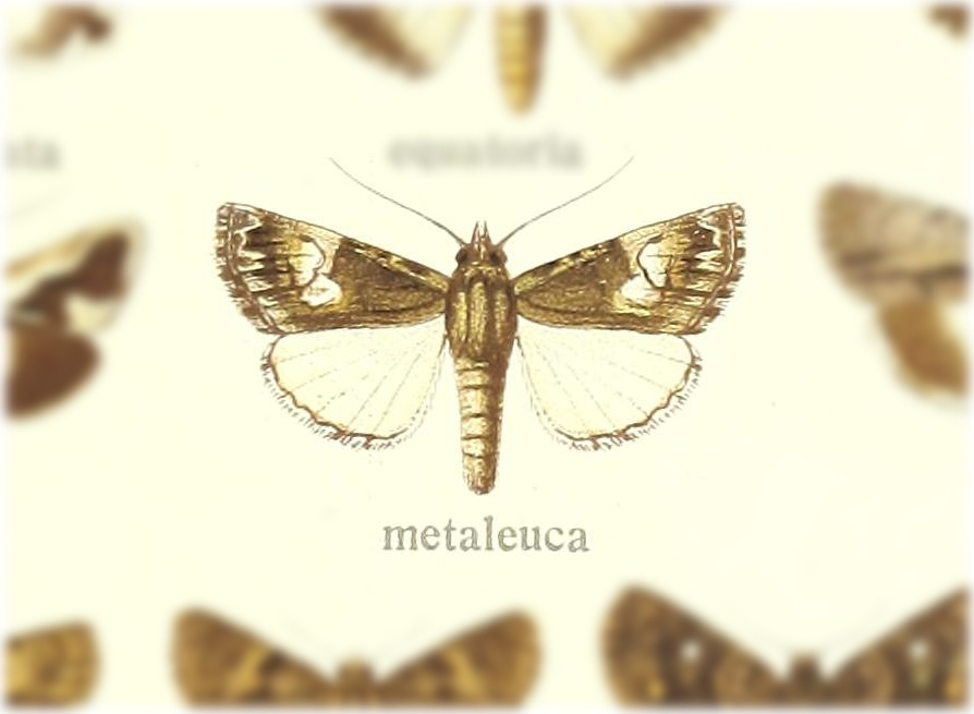 Aedia metaleuca
