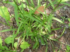 Campanula persicifolia
