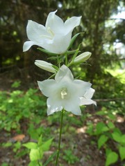 Campanula persicifolia