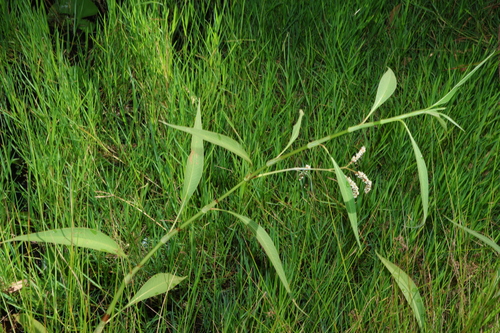 Image of Persicaria attenuata by (c) Greg Tasney, some rights reserved (CC BY-SA)