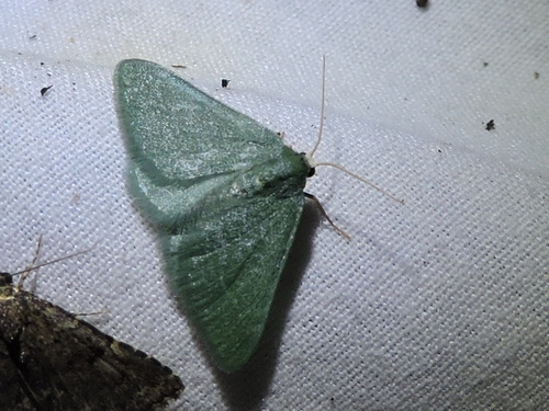 Xerochlora mesotheides