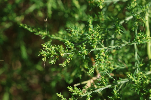 Image of Maireana microphylla by (c) Greg Tasney, some rights reserved (CC BY-SA)