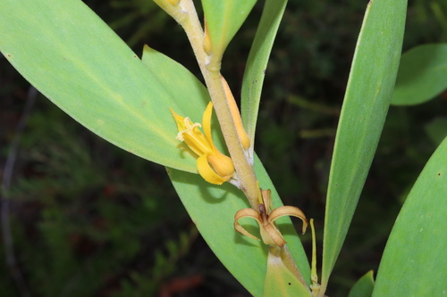 Image of Persoonia lanceolata by (c) Thomas Mesaglio, some rights reserved (CC BY)