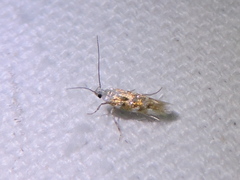 Stagmatophora iridella