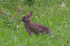Sylvilagus floridanus