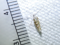 Stagmatophora iridella