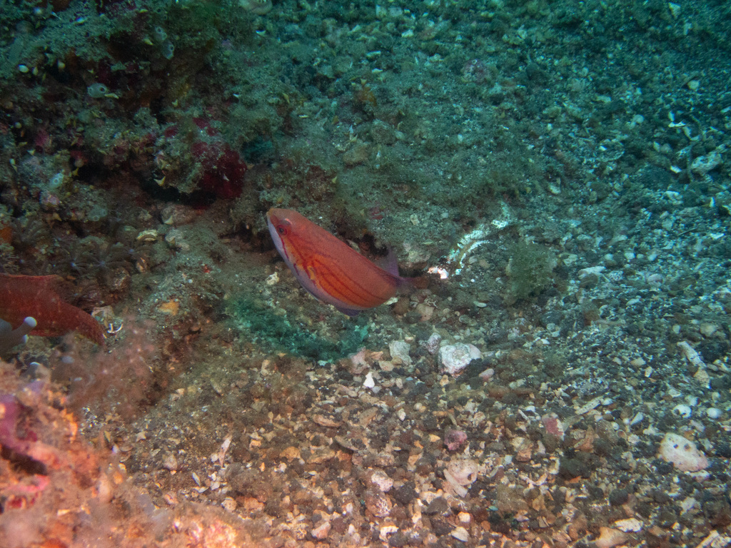Paine's Flasher Wrasse (Paracheilinus paineorum)