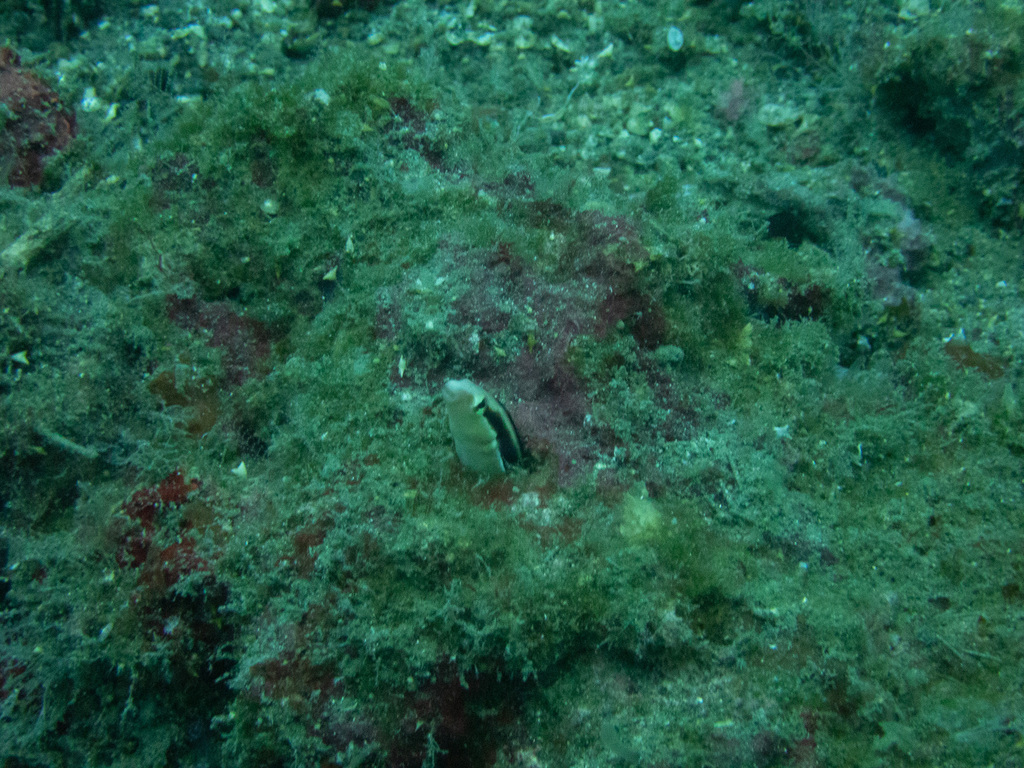 Lance blenny