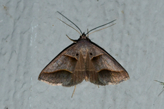 Ptichodis herbarum