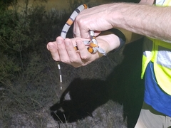 Lampropeltis alterna