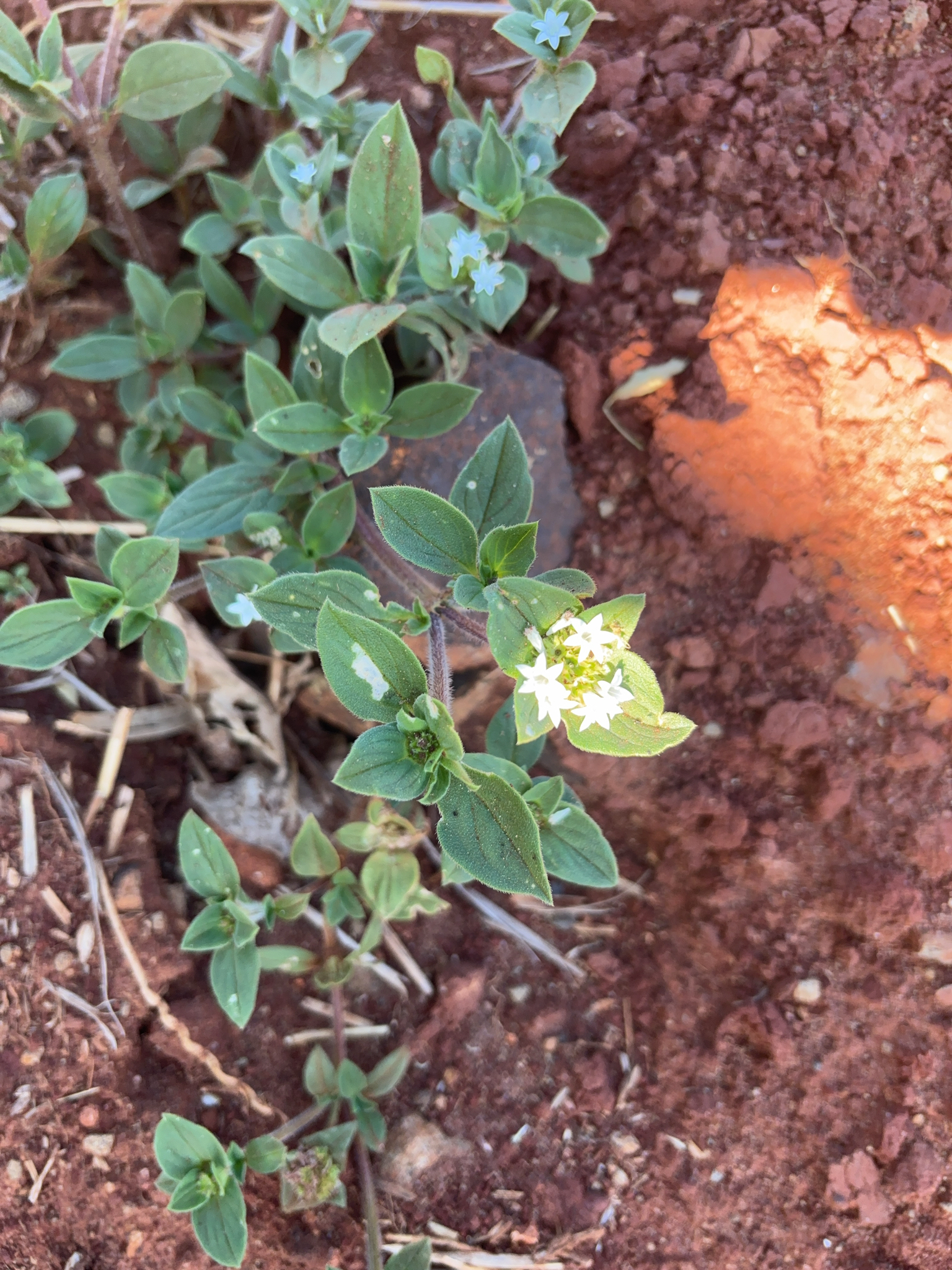Richardia brasiliensis