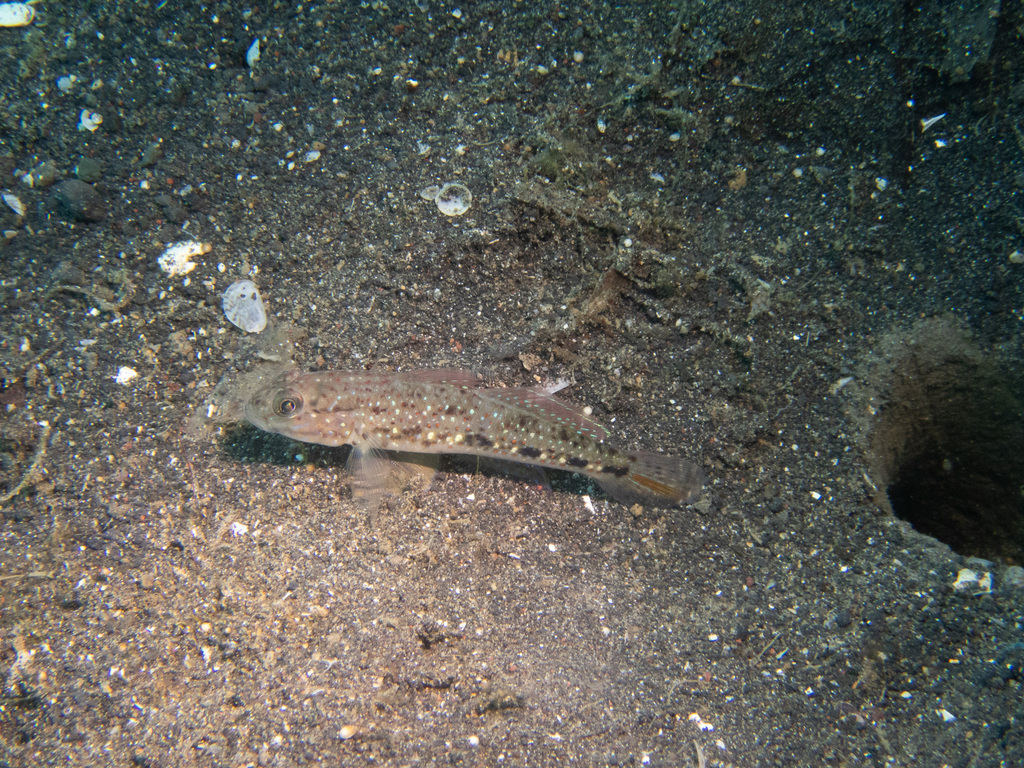 Spinecheek goby
