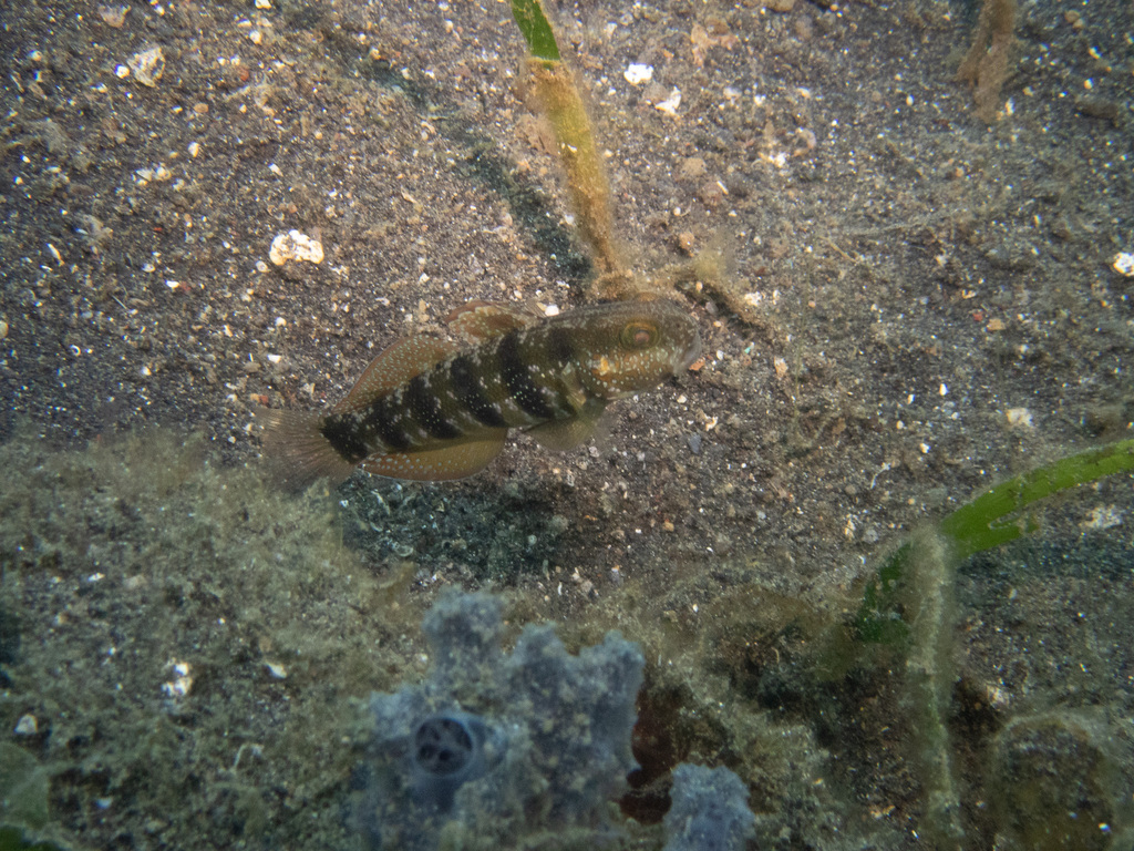 Sphinx goby