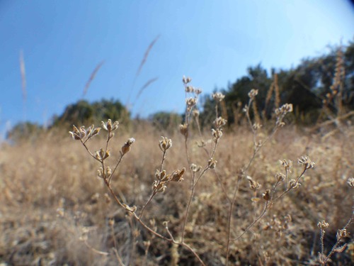 Diablo  hareleaf (Lagophylla diabolensis)