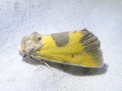 Stiria dyari