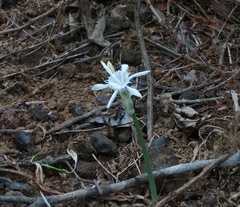 Pancratium triflorum