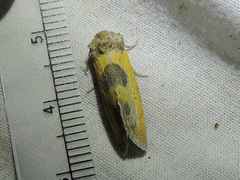 Stiria dyari