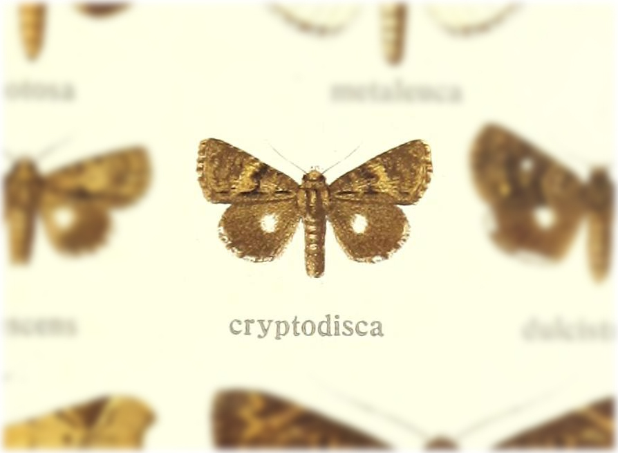 Aedia cryptodisca