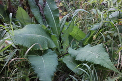 Cirsium helenioides