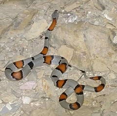 Lampropeltis alterna
