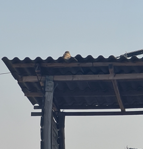 Little Owl