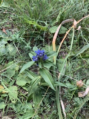 Gentiana cruciata cruciata
