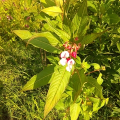 Impatiens glandulifera