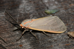 Pygarctia abdominalis